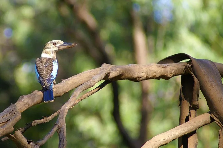 Ein Blauflügel-Kookaburra auf einem kahlen Ast