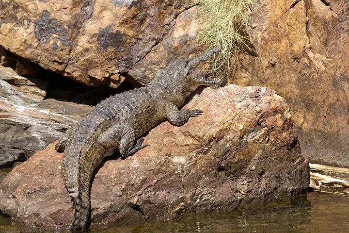 Ein Süßwasserkrokodil ruht auf einem Felsen am Wasser